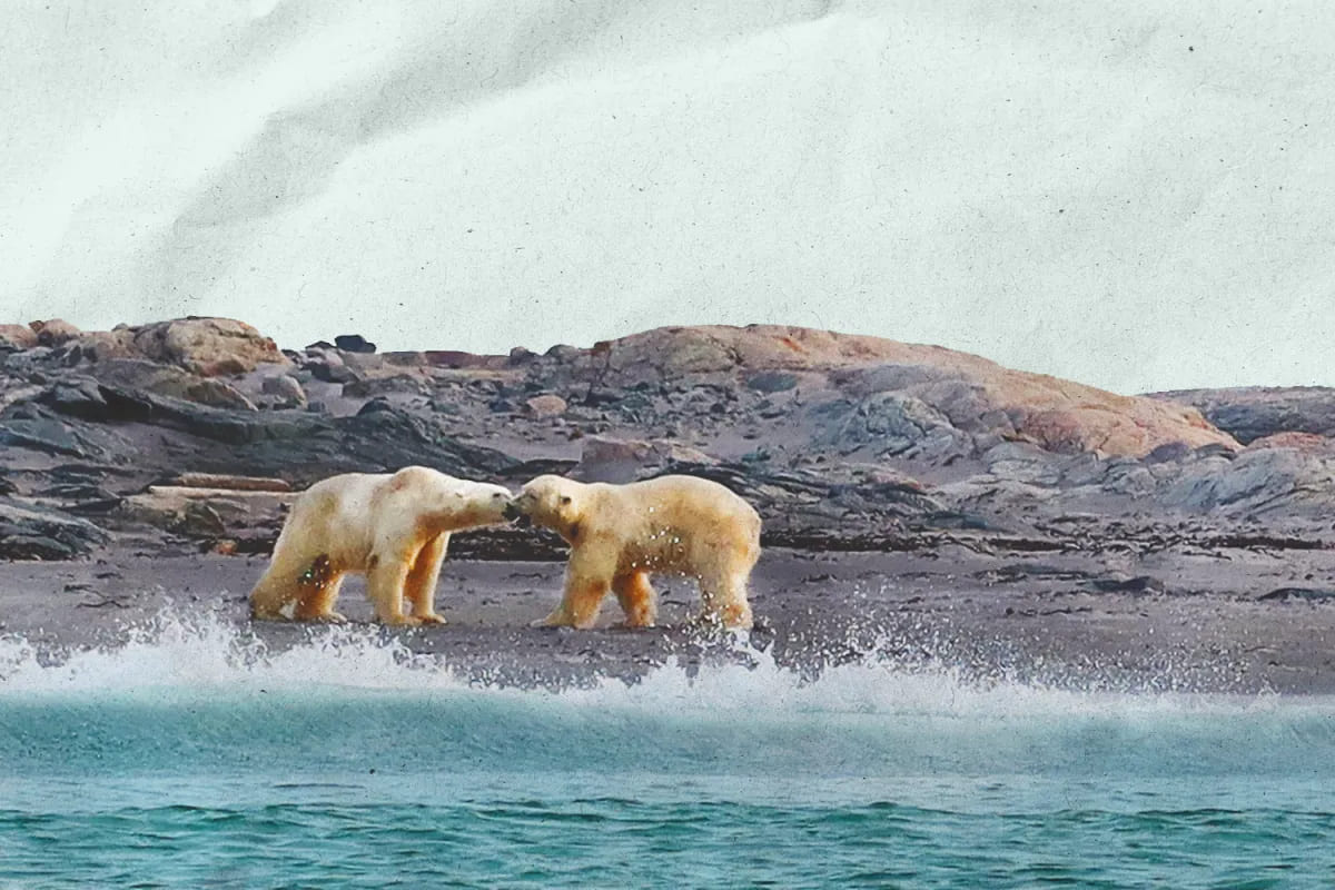 quan dao svalbard na uy 4