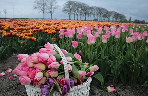 Ngam canh dong hoa tulip ha lan 1