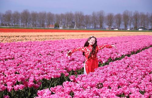 Ngam canh dong hoa tulip ha lan 10