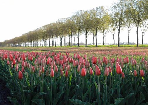 Ngam canh dong hoa tulip ha lan 2
