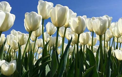 Ngam canh dong hoa tulip ha lan 3