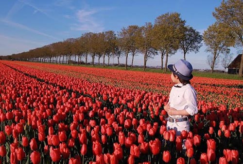 Ngam canh dong hoa tulip ha lan 4