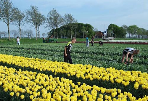 Ngam canh dong hoa tulip ha lan 5