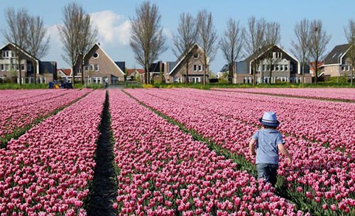 Ngam canh dong hoa tulip ha lan 6