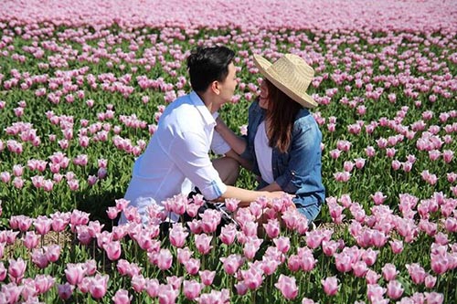 Ngam canh dong hoa tulip ha lan 9
