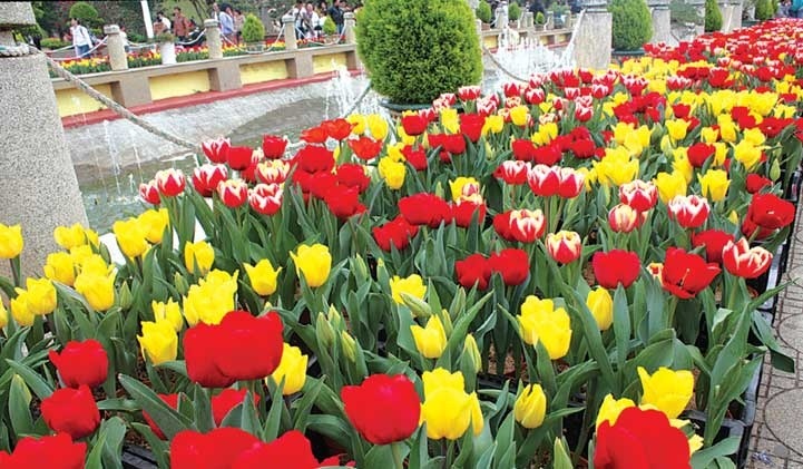 hoa tulip 11